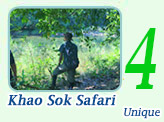 Khao Sok Safari-Unique