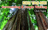 Koh Yao Noi Surrounding and Jungle Walking Koh Yao Noi Surrounding and Jungle Walking