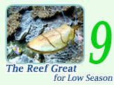 The Reef Great for Low Season