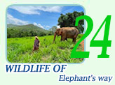 Wildlife of Elephant way