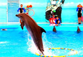 3 Eggs Archipelago and Dolphin Show