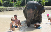 Elephant Bathing and City Tour Phuket