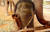 Elephant Bathing and City Tour Phuket