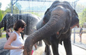 Elephant Bathing and City Tour Phuket