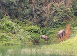 Khao Sok National Park Khao Sok National Park