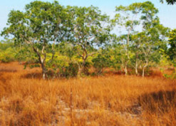 Khao Nha Yak and Little Savanna