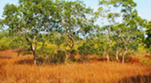 Khao Nha Yak and Little Savanna