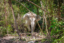 Patong Half Day Eco Adventure