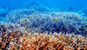 Phyinsa Island - A Pearl of Myanmar