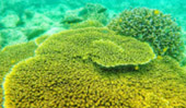 Phyinsa Island - A Pearl of Myanmar