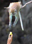 JC Tour Phuket : Feeding Monkey