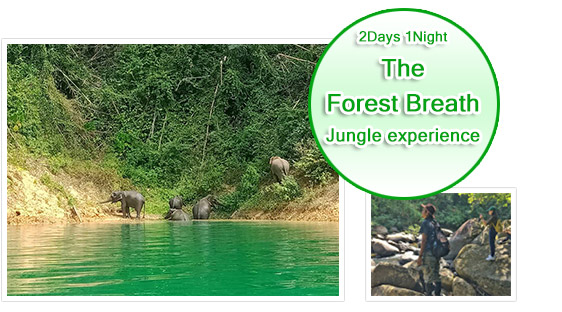 The Forest Breath: 2 Days 1 Nights, Jungle experience