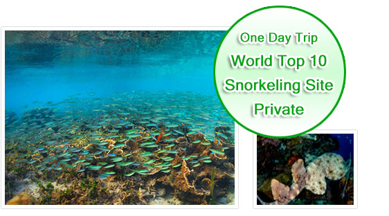 One Day Tour - World Top Ten Snorkeling Site