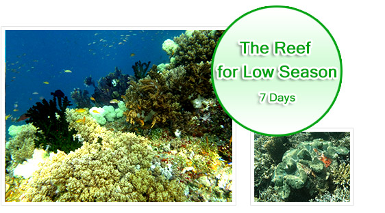 The Reef Great for Low Season