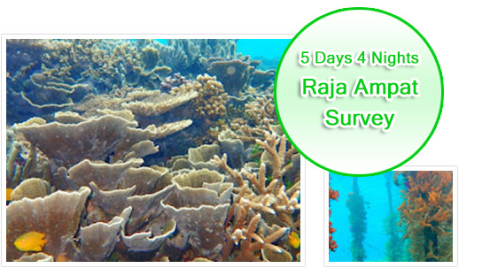 Raja Ampat Survey 5 Days 4 Nights