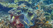 Exploring Day Rajaampat