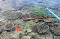 Exploring Day Rajaampat