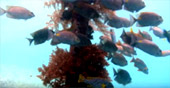 Coral Reef Lovers