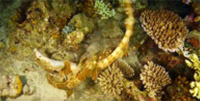Rajaampat : Not Maldive Rajaampat : Not Maldive