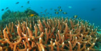 Rajaampat : Not Maldive Rajaampat : Not Maldive