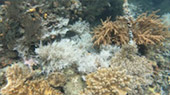 Raja Ampat Survey