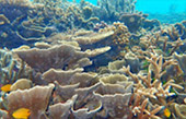 Raja Ampat Survey