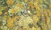 Raja Ampat Survey