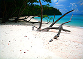 Koh Rok Koh Ha Koh Pida One Day Trip