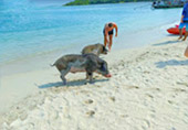 Island Hop by longtail boat.