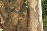 The Ethical Elephant Sanctuary The Ethical Elephant Sanctuary