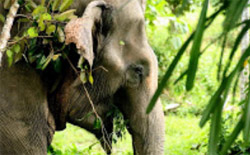 The Ethical Elephant Sanctuary