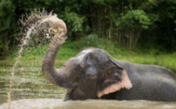 The Ethical Elephant Sanctuary