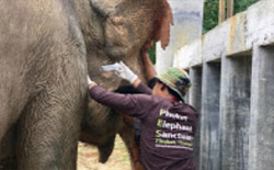 The Ethical Elephant Sanctuary