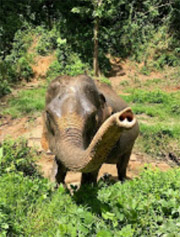 The Ethical Elephant Sanctuary