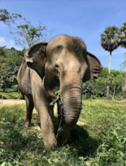 The Ethical Elephant Sanctuary