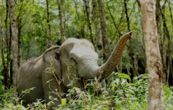 The Ethical Elephant Sanctuary