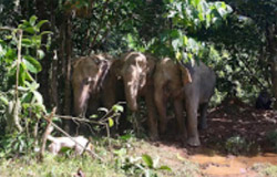 The Ethical Elephant Sanctuary
