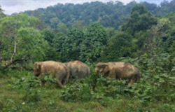 The Ethical Elephant Sanctuary