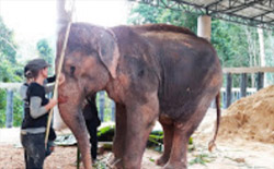 The Ethical Elephant Sanctuary