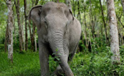 The Ethical Elephant Sanctuary