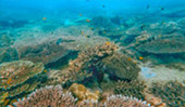 Sand Coral Island