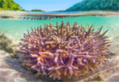 Similan and Cloth Island