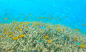 Similan and Cloth Island