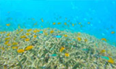 Similan and Cloth Island