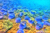 The new story snorkeling Thailand Chumphon