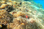 The new story snorkeling Thailand Chumphon