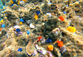 Snorkeling: Private Local Boat