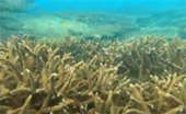 Khao Na Yak : Snorkeling & Beach
