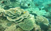 Khao Na Yak : Snorkeling & Beach