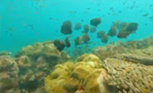 Khao Na Yak : Snorkeling & Beach